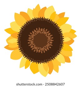 Large round sunflower inflorescence. Sunflower flower filled with ripe seeds. Simple color cozy illustration. Hand drawn cartoon vector isolated on white background