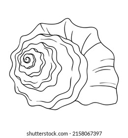 Large sea shell linear simple icon. Shell as a symbol of harmony, marine animals