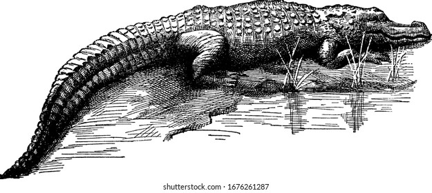 Large semiaquatic reptiles have narrower and longer heads, with a V-shaped snout and tend to congregate in freshwater habitats, like rivers and lakes, vintage line drawing or engraving illustration.