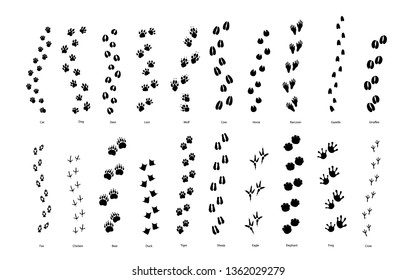 Large set of animal and bird trace steps imprints isolated on white