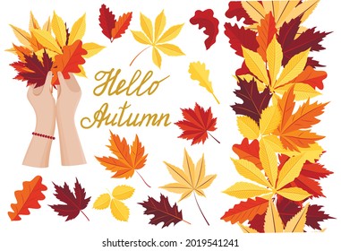 A large set of autumn elements. Leaves, a seamless border and an illustration of women's hands with a bouquet of autumn leaves. Vector isolated on a white background.