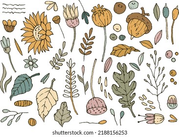 Large set of Autumn flowers, leaves, stems, berries, acorn and forest plants. Hand drawn illustrations for invitations, fabric, textile, linens, posters, prints, banners
