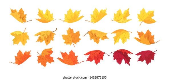 Large set of autumn leaves of different shapes. Collection of maple leaves. Autumn foliage for seasonal holiday greeting card design. Vector illustration