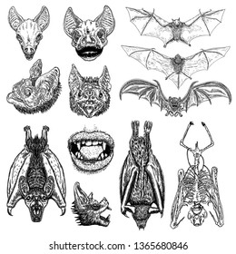 Large set of bats and vampires. Human lips with fangs, skeleton, bat skull and aggressive face or head. Open wings flying gothic monsters. Ink line engraving sketch in black. Vector.