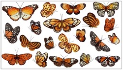 A large set of beautiful butterflies in orange sand tones. Cartoon vector graphics.