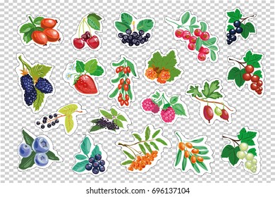 Large set of berries. vector isolated