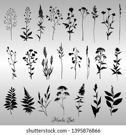 Large set of black silhouettes of meadow herbs on gray background. Wildflowers. Wild grass. Vector illustration.