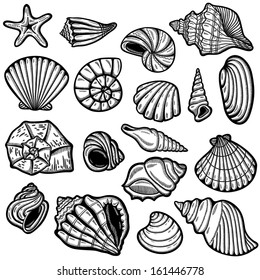 Large set of black&white graphic sea shells. Isolated objects on white background. Retro style.