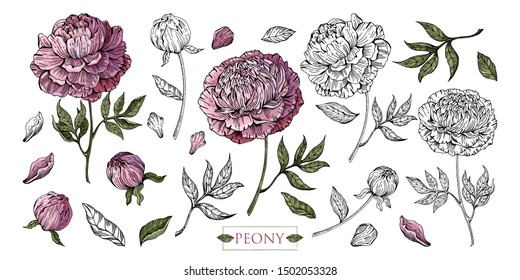 Large set of Botanical illustration. Peony flowers, leaves, stems, buds hand drawn in color and in black and white line. Romantic Floral elements. Isolated objects on white background. Vintage style.