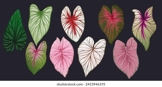 large set of caladium leaves, set of isolated cliparts, tropical leaves for design, patterns and illustrations, summer\tropical\jungle theme