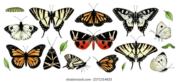 Large set of colored vector butterflies. Realistic hand drawn illustrations ideal for nature themed designs or spring events. Perfect for stickers or wedding decor