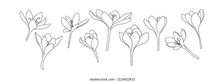 A large set of crocus or saffron flowers drawn by lines. Outline flower icon collection for invitations or spring design