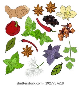 A large set of culinary spices and herbs. Popular culinary plants, natural health care. Vintage Medicinal Herbs and plants. Mint and rosemary, basil, thyme, parsley, dill, bay leaf, oregano, sage.