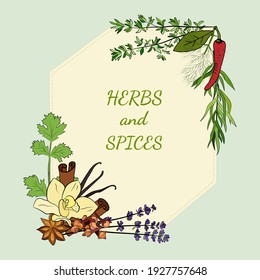 A large set of culinary spices and herbs. Popular culinary plants, natural health care. Vintage Medicinal Herbs and plants. Mint and rosemary, basil, thyme, parsley, dill, bay leaf, oregano, sage.