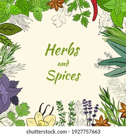 A large set of culinary spices and herbs. Popular culinary plants, natural health care. Vintage Medicinal Herbs and plants. Mint and rosemary, basil, thyme, parsley, dill, bay leaf, oregano, sage.