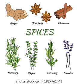 A large set of culinary spices and herbs. Popular culinary plants, natural health care. Vintage Medicinal Herbs and plants. Mint and rosemary, basil, thyme, parsley, dill, bay leaf, oregano, sage.