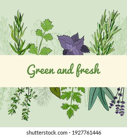 A large set of culinary spices and herbs. Popular culinary plants, natural health care. Vintage Medicinal Herbs and plants. Mint and rosemary, basil, thyme, parsley, dill, bay leaf, oregano, sage.