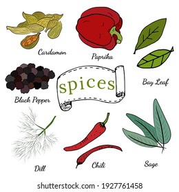 A large set of culinary spices and herbs. Popular culinary plants, natural health care. Vintage Medicinal Herbs and plants. Mint and rosemary, basil, thyme, parsley, dill, bay leaf, oregano, sage.