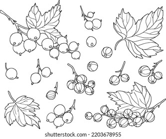 A large set of currant berries. Black outline, vector illustration, isolated on white background.