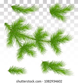 A large set of different green pine branches. Isolated. Christmas. Decor. Green lush spruce or pine branch. Fir tree branch isolated on white vector christmas element.  Vector illustration. Eps 10.