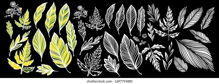 A large set of different leaves. Vector illustration
