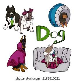 Large set of dogs and cats in accessories, pet store. Dachshund, Bulldog, Staffordshire Bull Terrier,  Doberman for designer blank, logo, icon, postcard