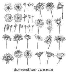 Large set of drawings Daisy, Dahlias, Zinnia and Gerbera flower with closed and half open buds . Floral hand drawn botanical element illustration. Vector.