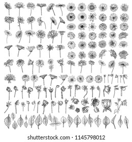 Large set of drawings Daisy, Dahlias, Zinnia and Gerbera flower with buds leaves and fern. Floral hand drawn botanical element illustration. Vector.