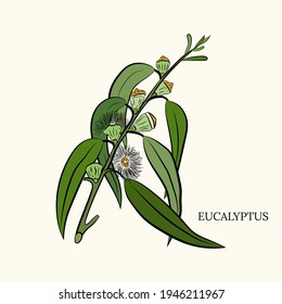 Large set of eucalyptus leaves and branches. Collection of eucalyptus branches. Vector illustration of greenery. Eucalyptus with seeds.