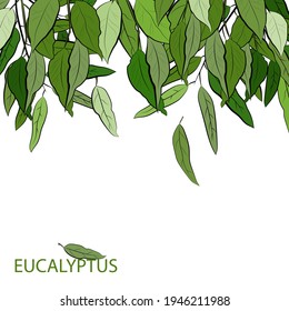 Large set of eucalyptus leaves and branches. Collection of eucalyptus branches. Vector illustration of greenery. Eucalyptus with seeds.