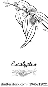Large set of eucalyptus leaves and branches. Collection of eucalyptus branches. Vector illustration of greenery. Eucalyptus with seeds.