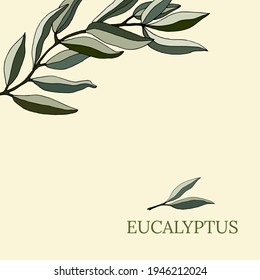 Large set of eucalyptus leaves and branches. Collection of eucalyptus branches. Vector illustration of greenery. Eucalyptus with seeds.