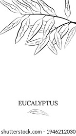 Large set of eucalyptus leaves and branches. Collection of eucalyptus branches. Vector illustration of greenery. Eucalyptus with seeds.