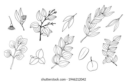 Large set of eucalyptus leaves and branches. Collection of eucalyptus branches. Vector illustration of greenery. Eucalyptus with seeds.