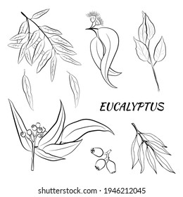 Large set of eucalyptus leaves and branches. Collection of eucalyptus branches. Vector illustration of greenery. Eucalyptus with seeds.