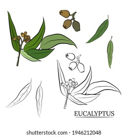 Large set of eucalyptus leaves and branches. Collection of eucalyptus branches. Vector illustration of greenery. Eucalyptus with seeds.