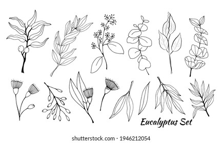 Large set of eucalyptus leaves and branches. Collection of eucalyptus branches. Vector illustration of greenery. Eucalyptus with seeds.