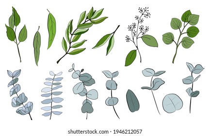 Large set of eucalyptus leaves and branches. Collection of eucalyptus branches. Vector illustration of greenery. Eucalyptus with seeds.