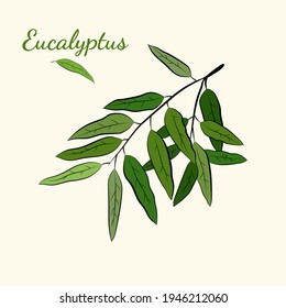 Gran conjunto de hojas y ramas de eucalipto. Colección de ramas de eucalipto. Ilustración vectorial de la vegetación. Eucalipto con semillas.