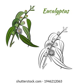 Large set of eucalyptus leaves and branches. Collection of eucalyptus branches. Vector illustration of greenery. Eucalyptus with seeds.