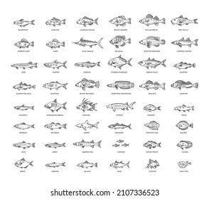 Large set of fish. Types marine, ocean fish and Freshwater fish