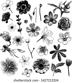 large set of flowers and plants, sketch vector graphic monochrome illustration on white background