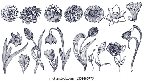 large set of flowers vector illustration isolated on white background, hand drawing
