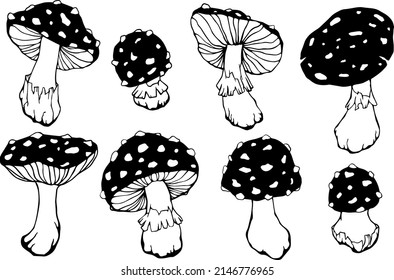 Large set of fly agaric mushroom sketches.Vector graphics.