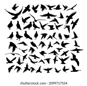 A large set of flying and standing birds. Vector illustration
