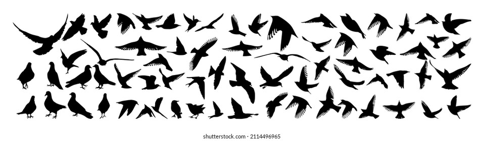 A large set of flying and standing birds. Vector illustration