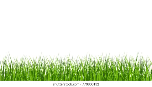 Large set of fresh green spring grass borders in  lengths and densities for use as design elements isolated on white background