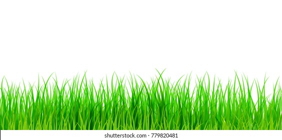 Large set of fresh green spring grass borders in lengths and densities for use as design elements isolated on white background. Vector illustrations