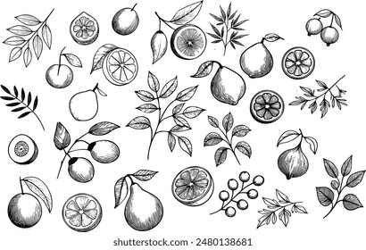 A large set of fruit branch graphics made with ink Half lemons in the section Flowers and leaves tropical fuits 