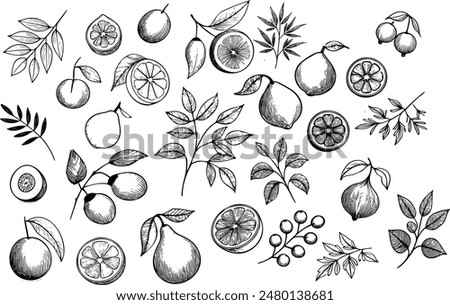 A large set of fruit branch graphics made with ink Half lemons in the section Flowers and leaves tropical fuits 